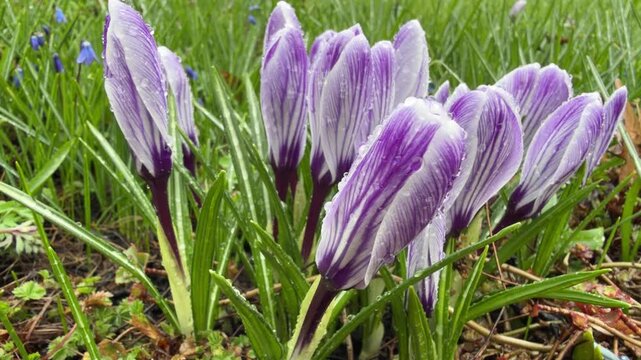 purple-striped crocus buds with dew drops, set against backdrop of green grass. Focus on petal texture.