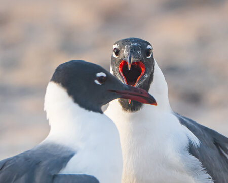 Laughing Gulls on a Florida Beach