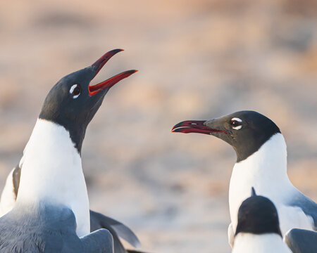 Laughing Gulls on a Florida Beach