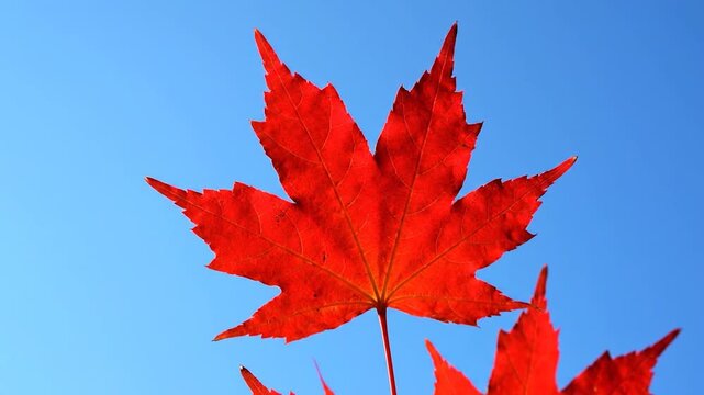 A vibrant red leaf from a deciduous tree stands out against a clear and bright blue sky