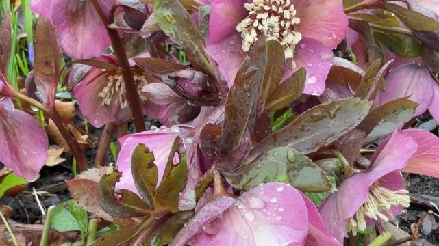 Macro perspective of hellebore. Focus on wet leaves and blooms. Material: pink petals, dark leaves, soil.
