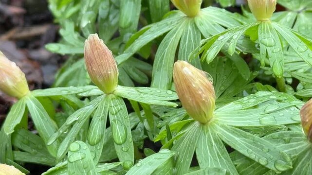 Macro shot of Eranthis hyemalis buds. Low angle emphasizes green bracts and water droplets. Soil and dried leaves in background.