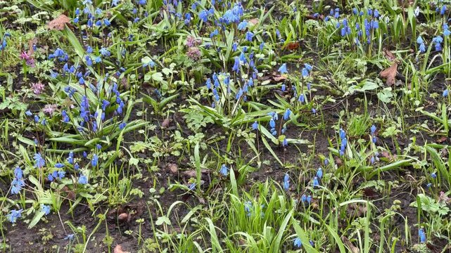 Wide-angle of spring meadow. Focus on blue scilla flowers. Materials: green grass, soil, dried leaves, young shoots.