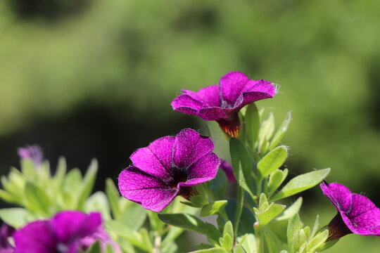 P&eacute;tunia violet avec fond flout&eacute;