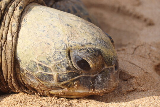 Gros plan sur la t&ecirc;te d'une tortue g&eacute;ante verte sur le sable &agrave; Maui