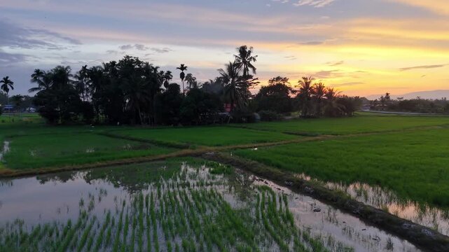 Labuh Banting rice fields drone sunset landscape footage