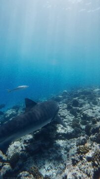Tiger shark swims underwater in blue ocean, diving with big shark in Maldives