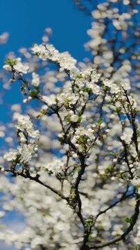 Close-up view of delicate white cherry blossoms opening on dark branches under a clear blue sky, signifying the arrival of spring