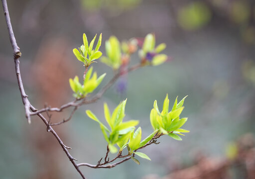 Fresh young green leaves growing on a thin branch in early spring. Soft natural light and shallow depth of field create a gentle blurred background with smooth bokeh. 