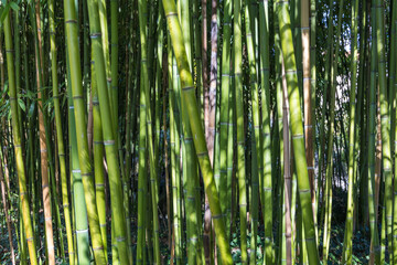 Obraz premium Dense Green Bamboo Forest Stems with Sunlight and Shadows Creating Natural Abstract Zen Texture