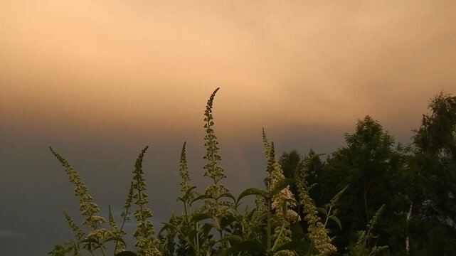 White flowers of Summer lilac, Buddleja davidii and dark rainy sky with rainbow and orange clouds illuminated by sunlight. Topics: beauty of nature, blooming, weather, cloudscape, meteorology, flora