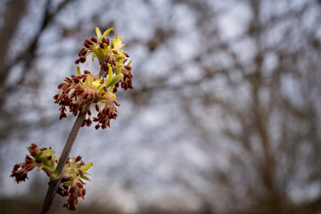 Natura - wiosna © Kajetan
