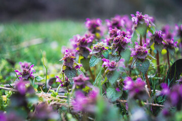 Fioletowe kwiaty - wiosna © Kajetan