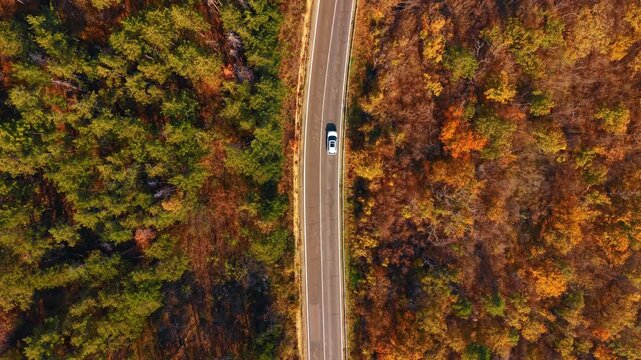 Top view of straight road through green and autumn forest. Aerial shot of white car driving on straight asphalt road separating green pines and orange autumn trees.