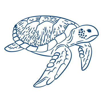 Turtle line art design