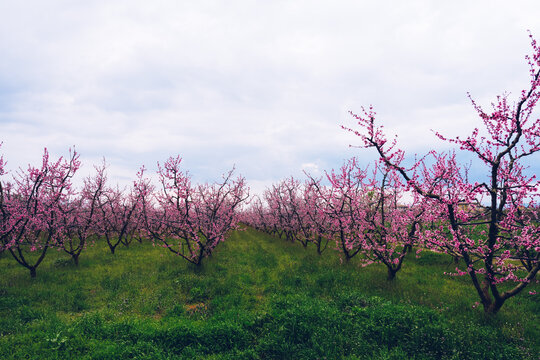 Aerial view of a blossoming of fruit trees in  the countryside. Peach, plum and nectarine trees