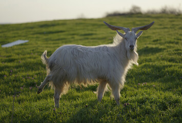 Obraz premium A white long-haired goat with large curved horns stands in profile on a green pasture with one hind leg raised, facing the camera in warm golden hour light. 2026