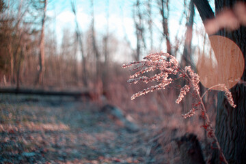 Natura - wiosna © Kajetan