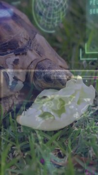 Vertical video: Tortoise reacting to lettuce, feeding, nudging nibbling leaf, HUD tracking nature