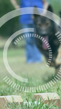 Vertical video: Handler walking ahead urging dog coming and sniffing training bricks, HUD guiding