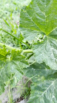 planta de calabaza o zapallo cosecha, huerta