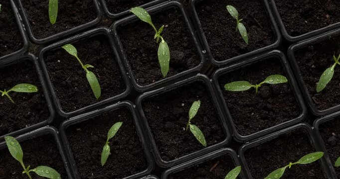 Young  Jalapeno seedlings just after quilting. Table spin.