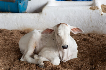 Nelore Calf Resting © Thales