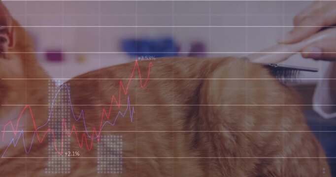 Groomer hand brushing tabby cat fur, sparking animated graphs and percent labels showing pet health