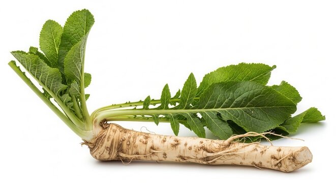 Fresh Horseradish Root With Vibrant Green Leaves Isolated On White Background