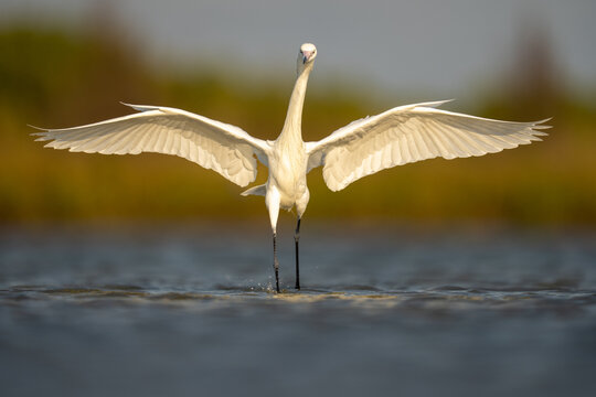 White Morph Reddish Egret With Wings Spread in Lagoon
