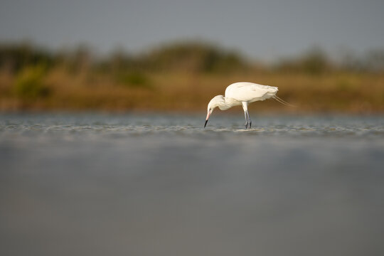 White Morph Reddish Egret Fishing in Lagoon