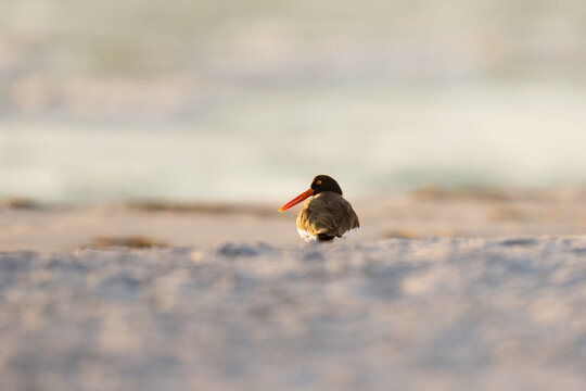 American Oystercatcher Standing on Sandy Beach at Sunrise