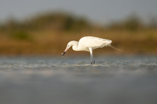 Reddish Egret (White Morph) Fishing in Shallow Water at Sunrise