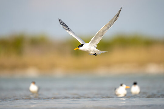 Royal Tern in Flight Over Shallow Coastal Water With Distant Sho