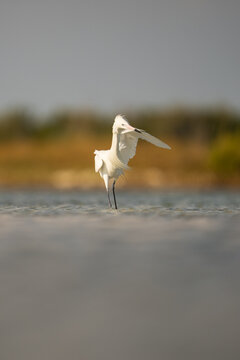 Reddish Egret (White Morph) Wading In Shallow Water With Wing Ra