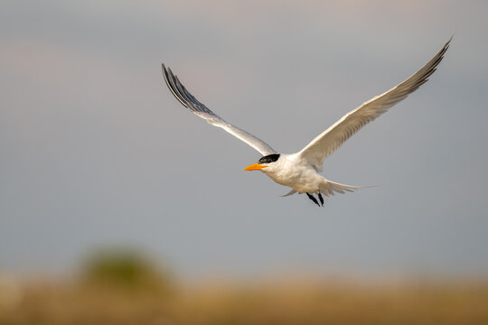 Royal Tern In Flight Over Coastal Marsh With Outstretched Wings