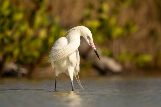 Reddish Egret (White Morph) Wading in Shallow Water with Curved