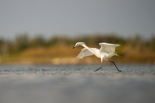 Reddish Egret (White Morph) Walking in Shallow Marsh Water With