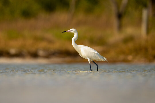 Reddish Egret White Morph Wading in Shallow Water at a Golden