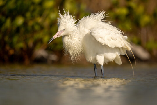 Reddish Egret (White Morph) Wading in Shallow Wetland With Fluff