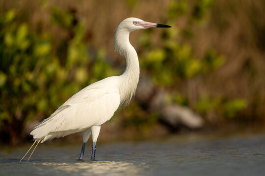 White Morph Reddish Egret Wading in Shallow Coastal Water
