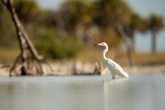 Reddish Egret White Morph Standing in Shallow Coastal Water With