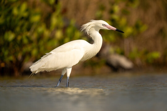 White Morph Reddish Egret Standing in Shallow Water with Fluffed
