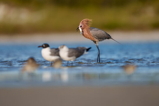 Reddish Egret Catching Fish in Shallow Coastal Waters