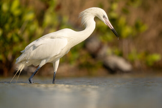 Reddish Egret White Morph Wading in Shallow Water With Droplet o
