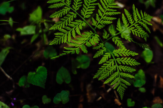 Close up of a fern with wild violets in the background