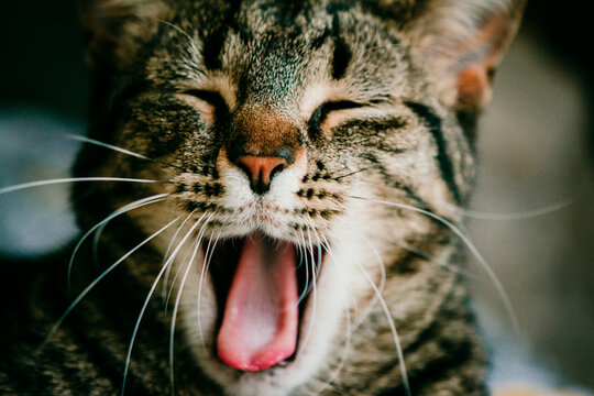 Sleepy Tabby Caught Mid Yawn