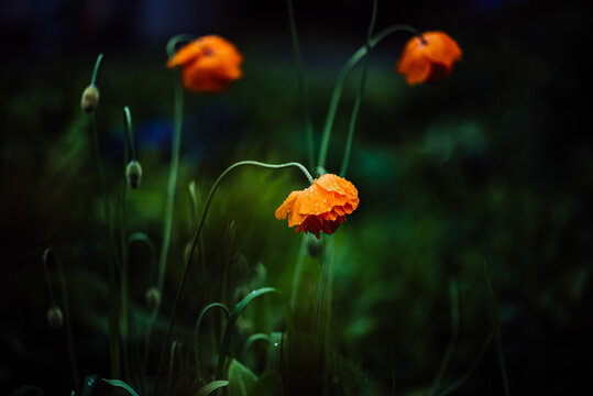 California poppies bent over in a rain storm