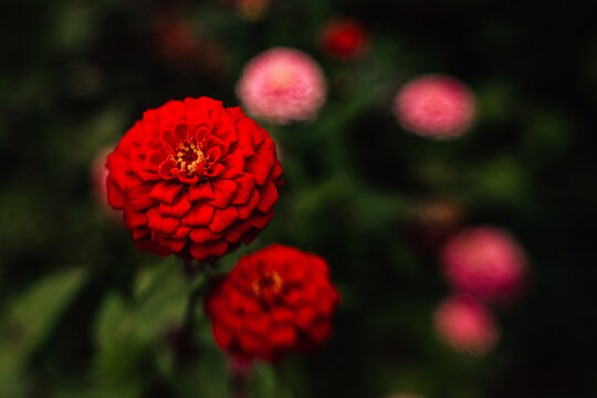 Close up of a red zinnia in a flower garden