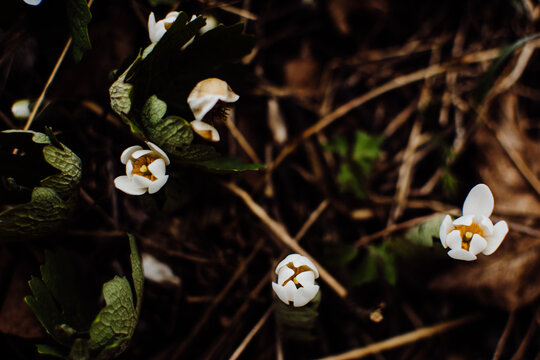 Mayflower beginning to open in forest